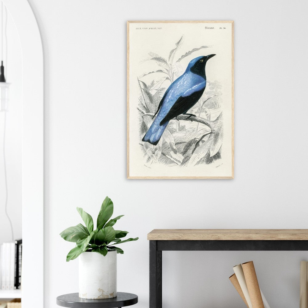 Square-tailed drongo Wooden Framed Poster