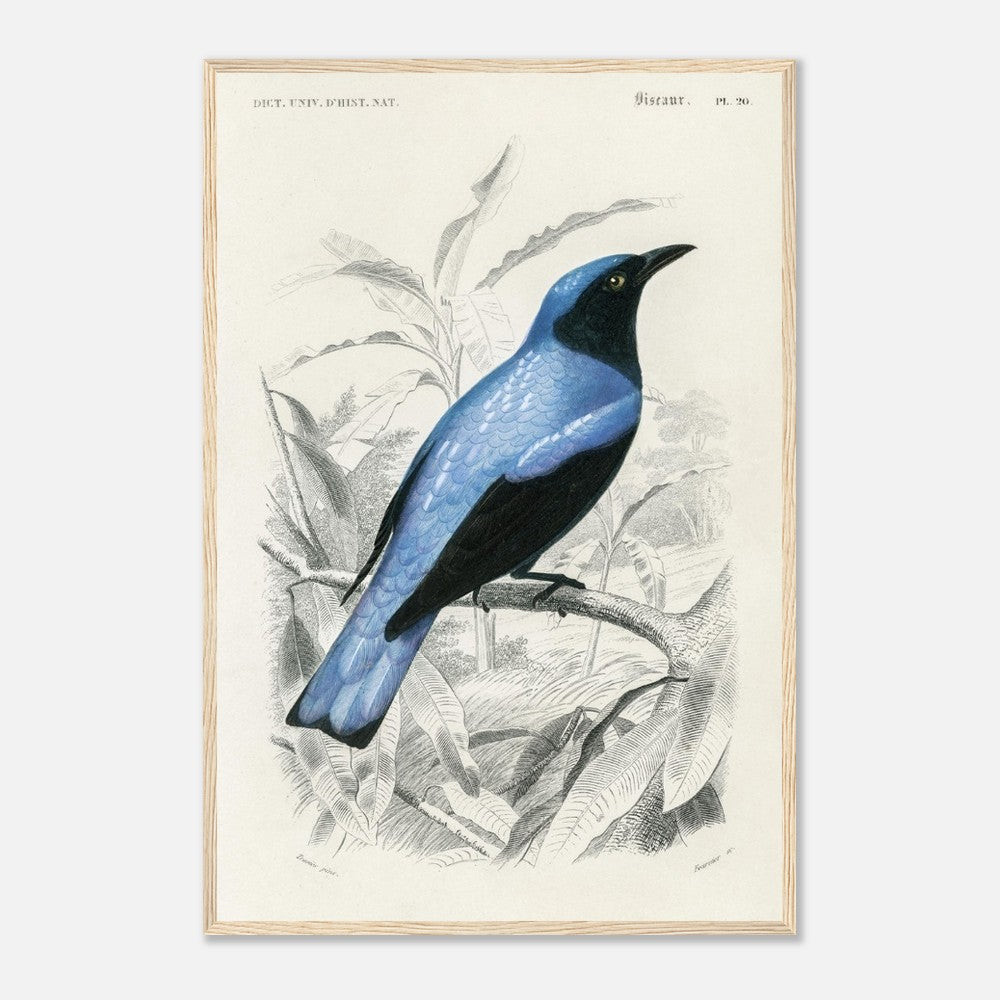 Square-tailed drongo Wooden Framed Poster
