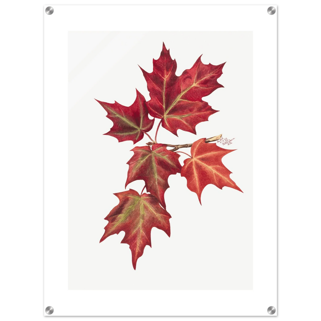 Acrylic Print | Autumn Leaves