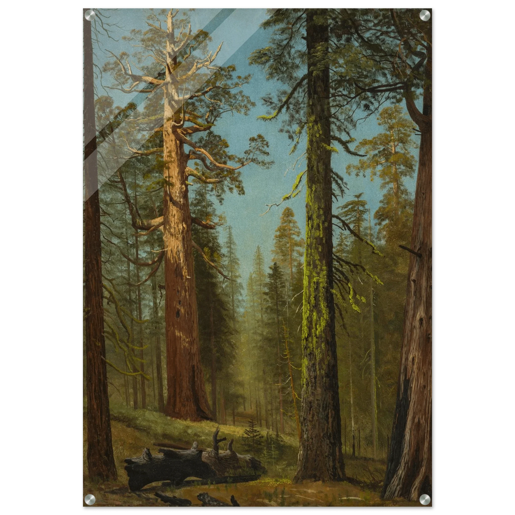 Acrylic Print | The Grizzly Giant Sequoia