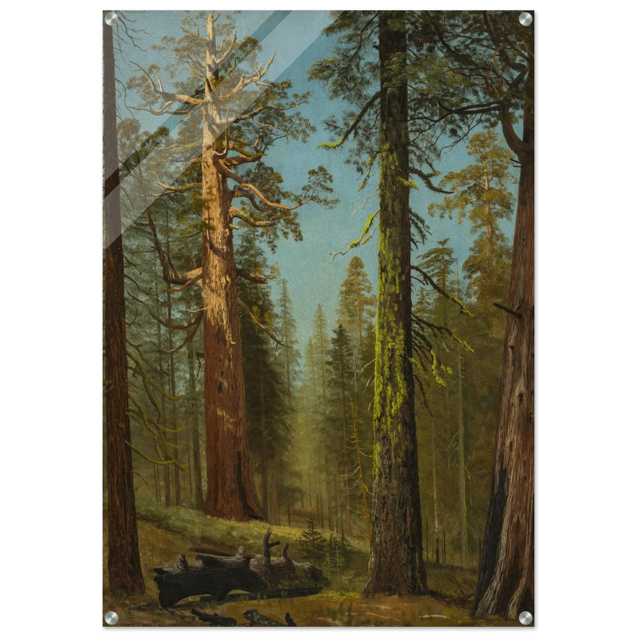 Acrylic Print | The Grizzly Giant Sequoia