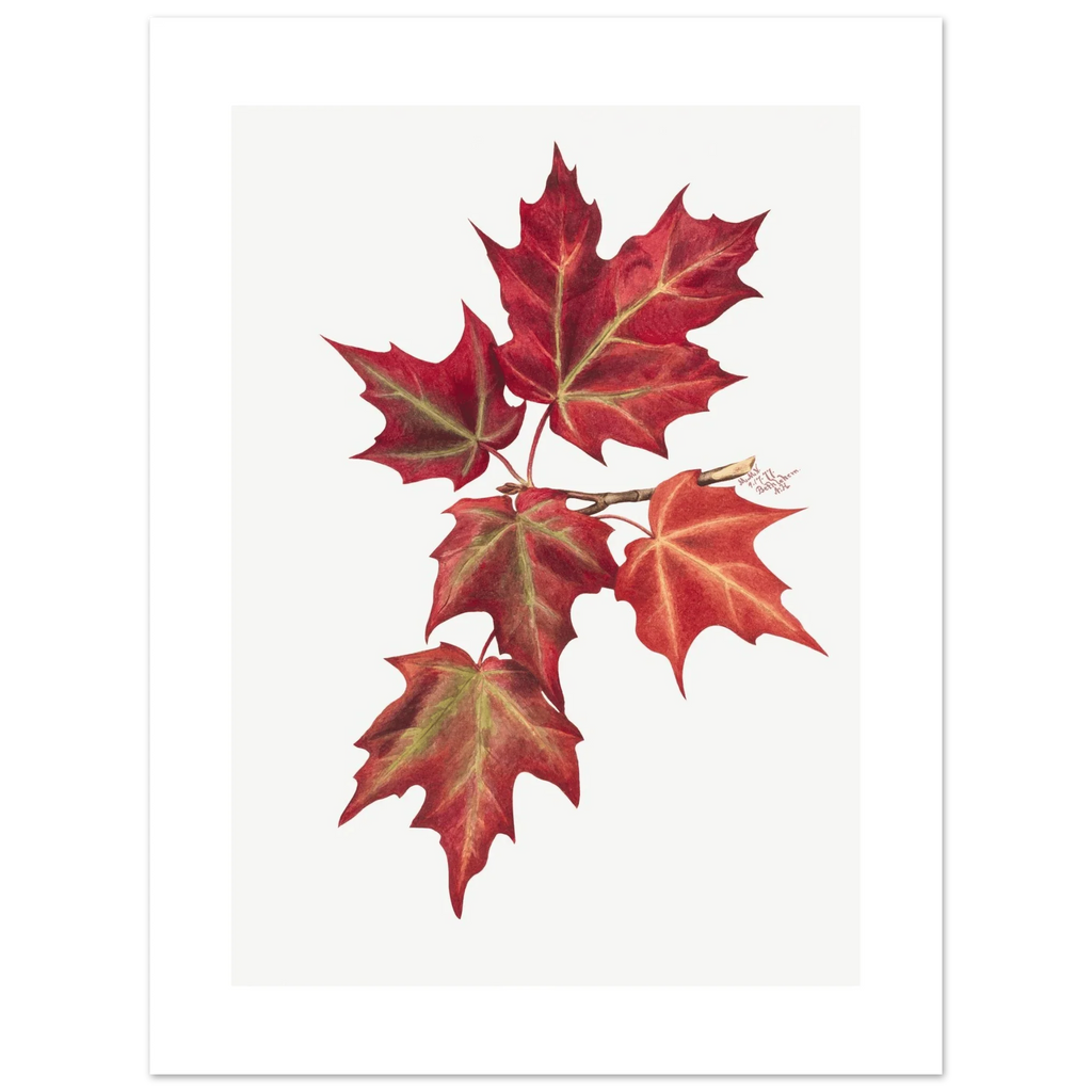 Aluminum Print | Autumn Leaves