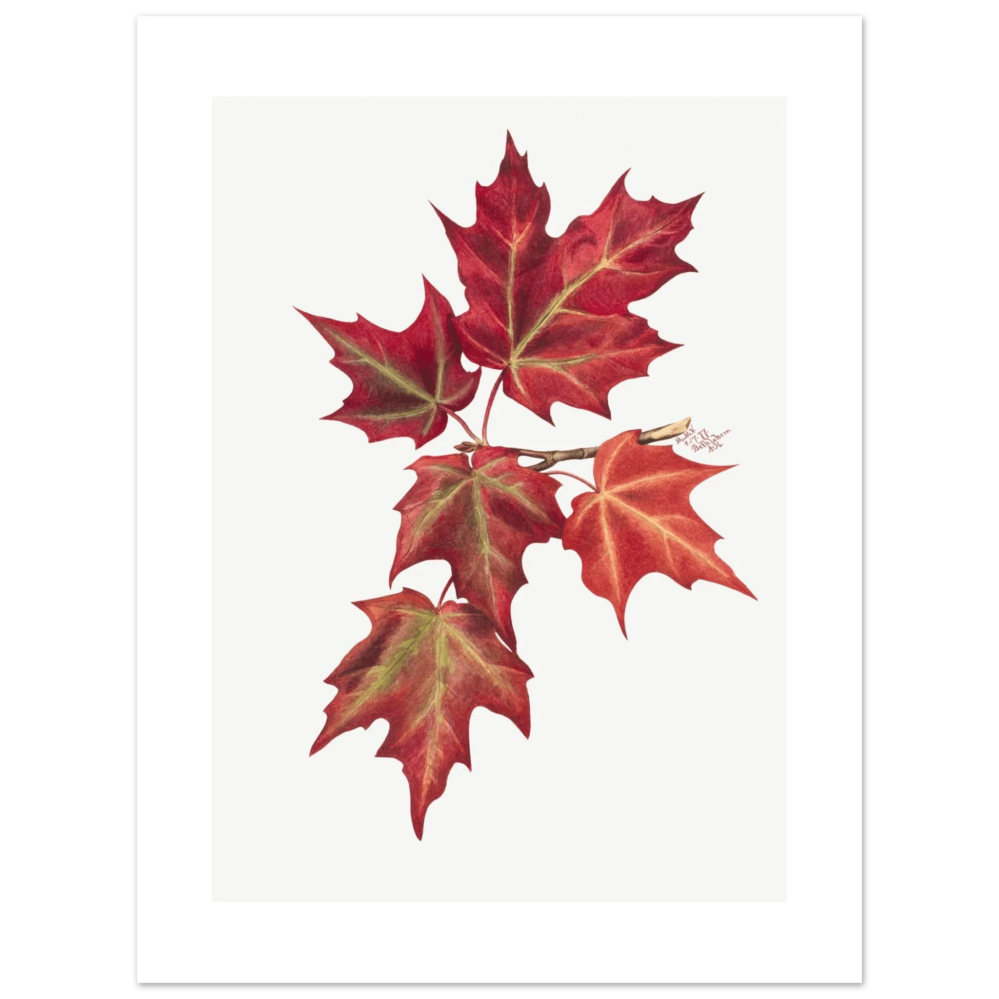 Aluminum Print | Autumn Leaves
