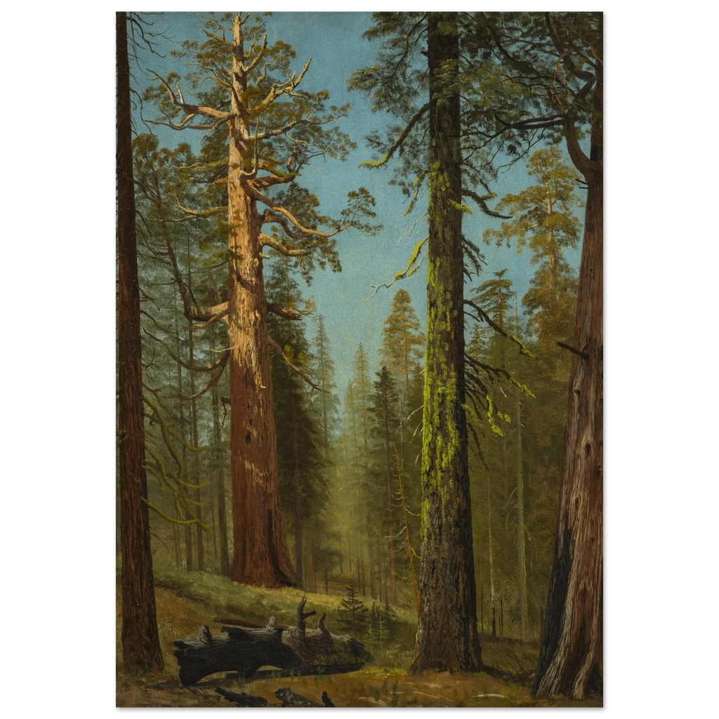 Aluminum Print | The Grizzly Giant Sequoia