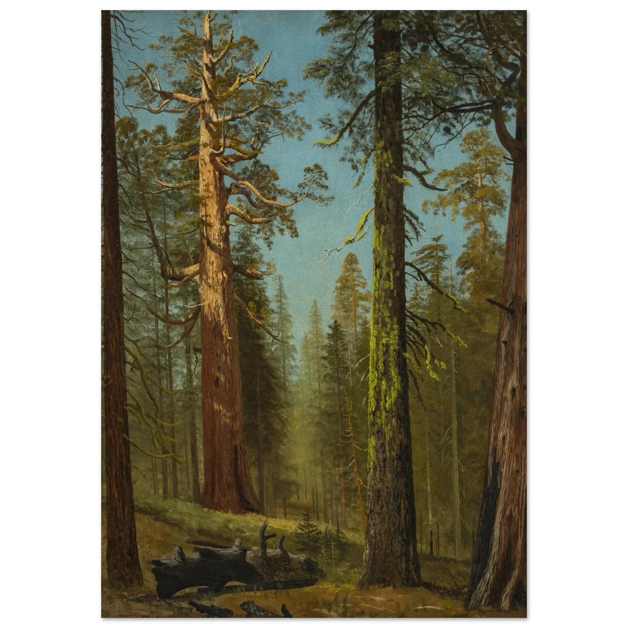 Aluminum Print | The Grizzly Giant Sequoia