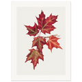 Autumn Leaves | Museum-Quality Paper