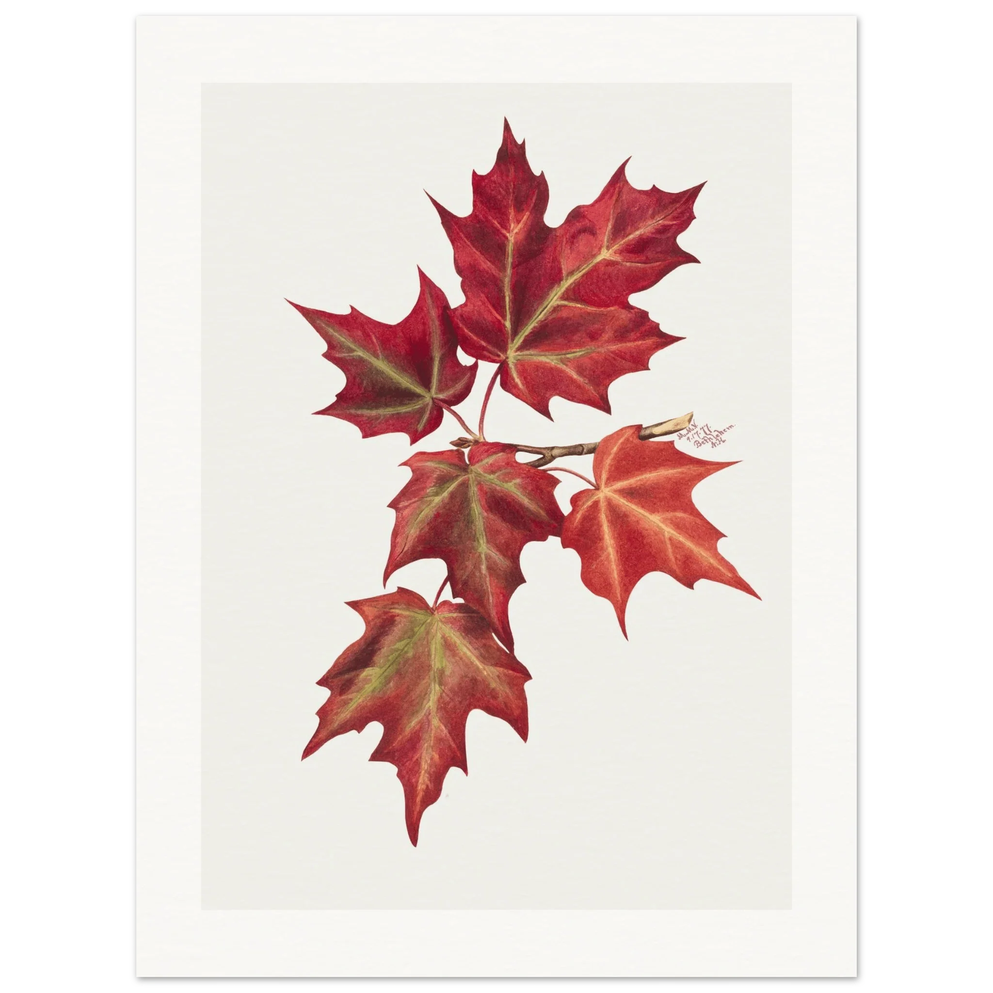 Autumn Leaves | Museum-Quality Paper