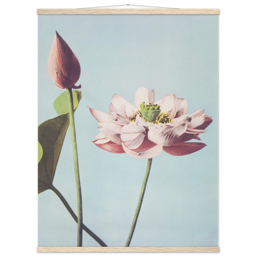 Lotus Flowers by Kazumasa - Poster with Hanger