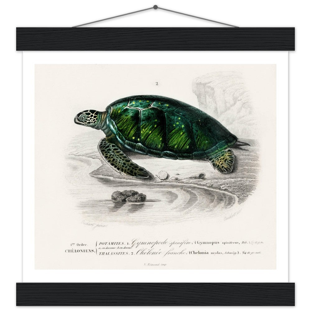 Green Sea Turtle | Poster with Hanger
