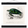 Green Sea Turtle | Poster with Hanger