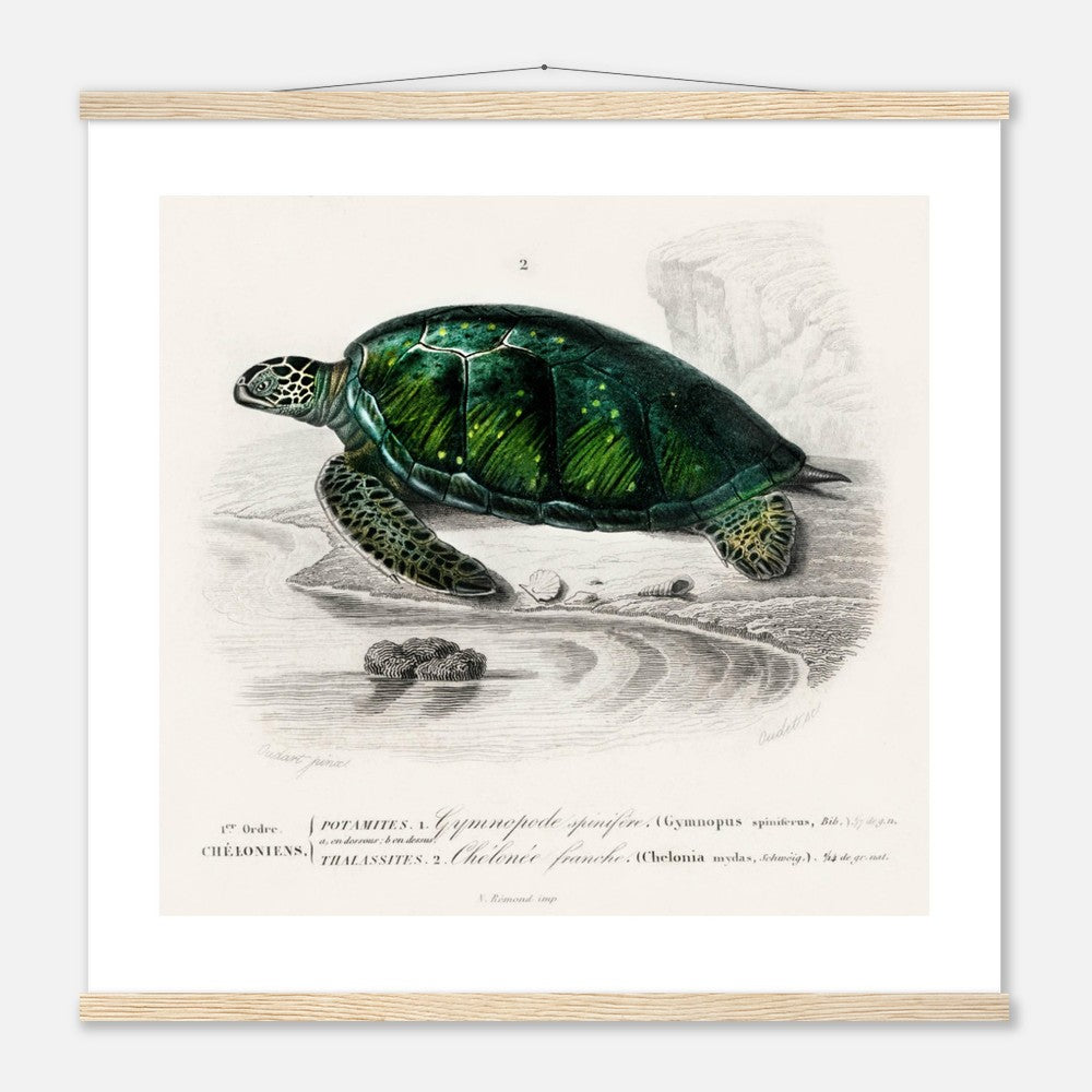 Green Sea Turtle | Poster with Hanger