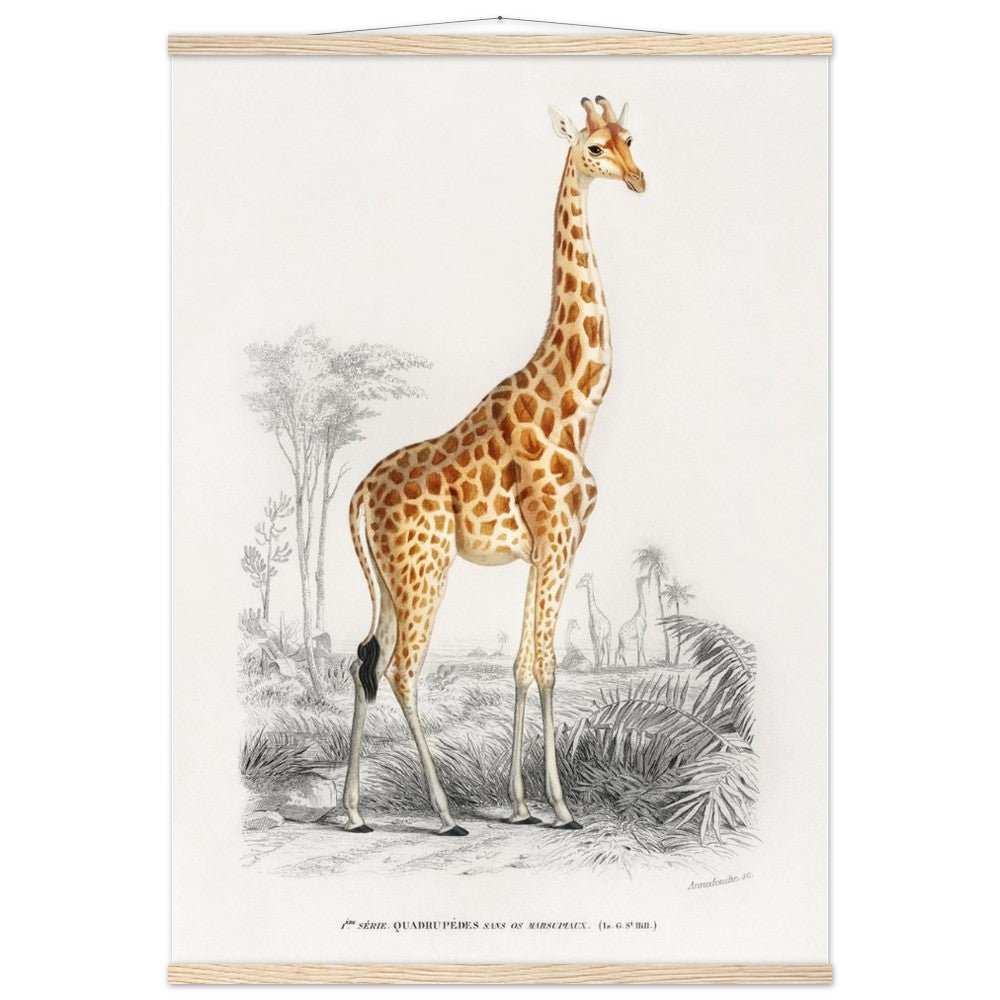 Giraffa camelopardalis | Classic Semi-Glossy Paper Poster with Hanger
