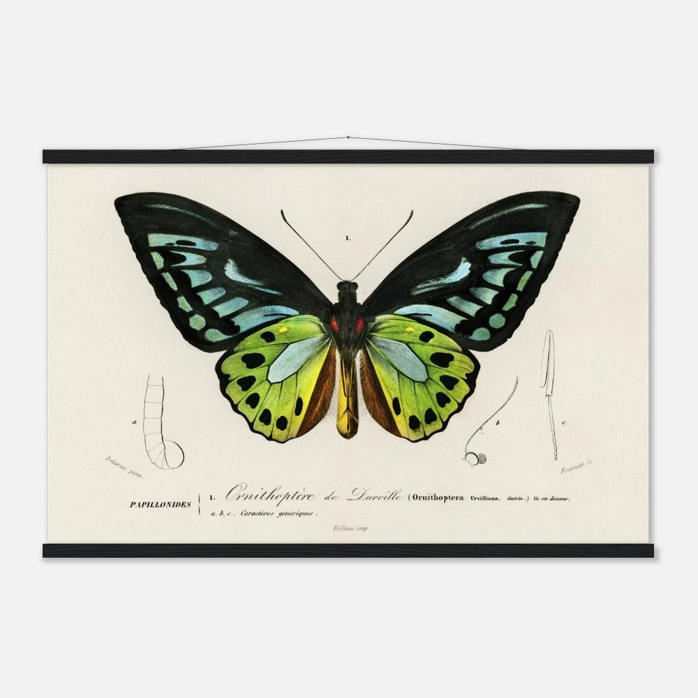 Butterfly Green birdwing | Classic Semi-Glossy Paper Poster with Hanger