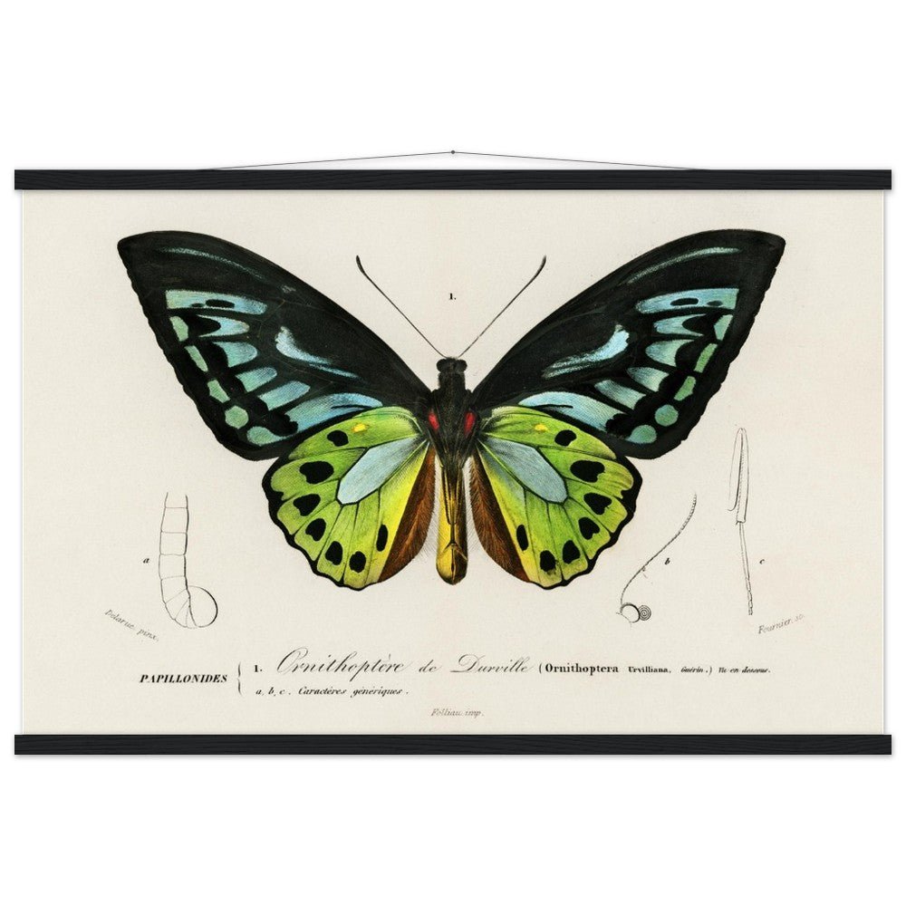 Butterfly Green birdwing | Classic Semi-Glossy Paper Poster with Hanger