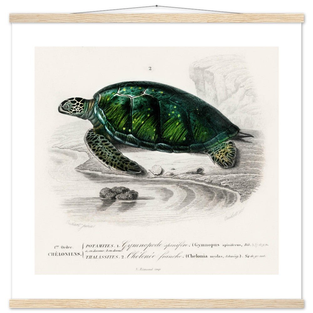 Green Sea Turtle | Poster with Hanger