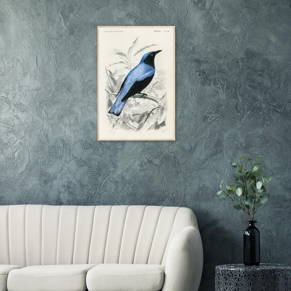 Square-tailed drongo Wooden Framed Poster