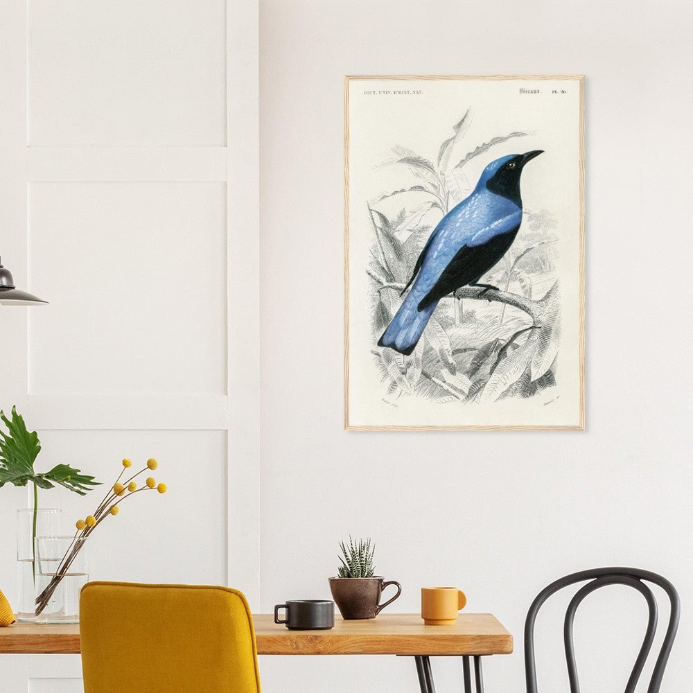 Square-tailed drongo Wooden Framed Poster