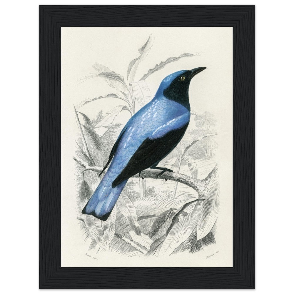 Square-tailed drongo Wooden Framed Poster