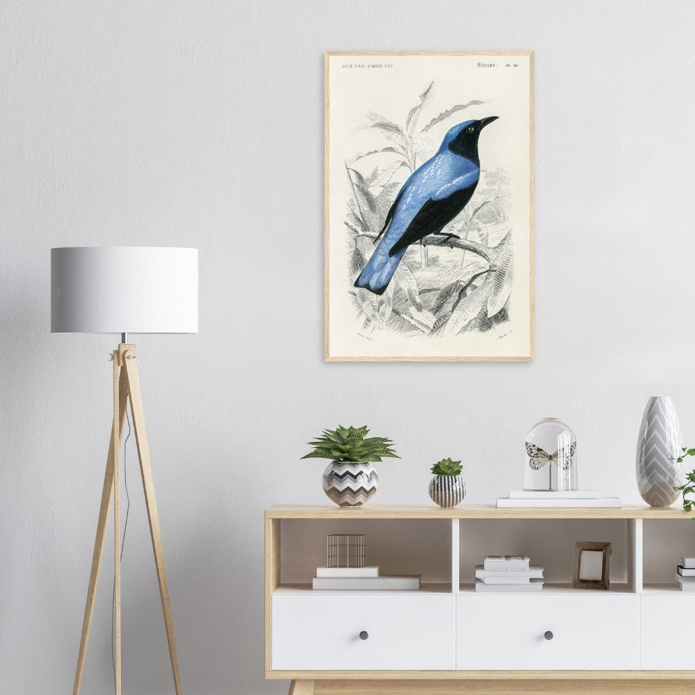 Square-tailed drongo Wooden Framed Poster