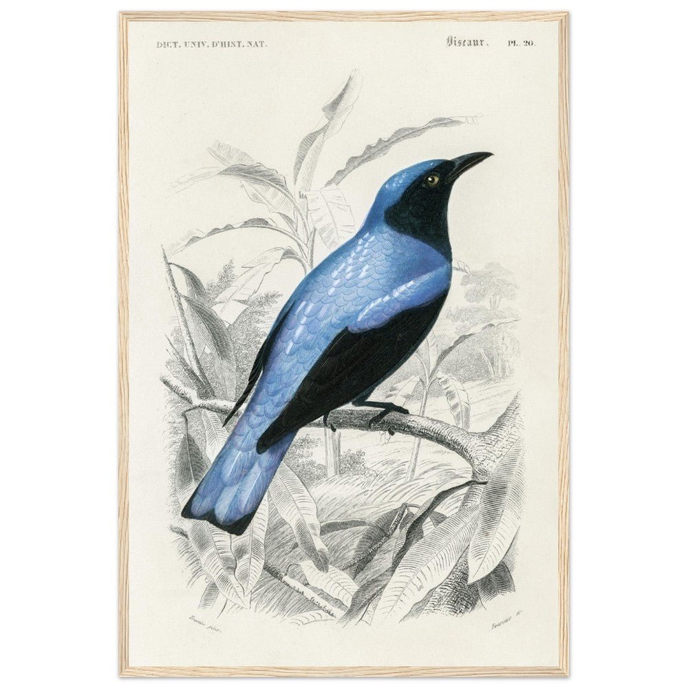 Square-tailed drongo Wooden Framed Poster