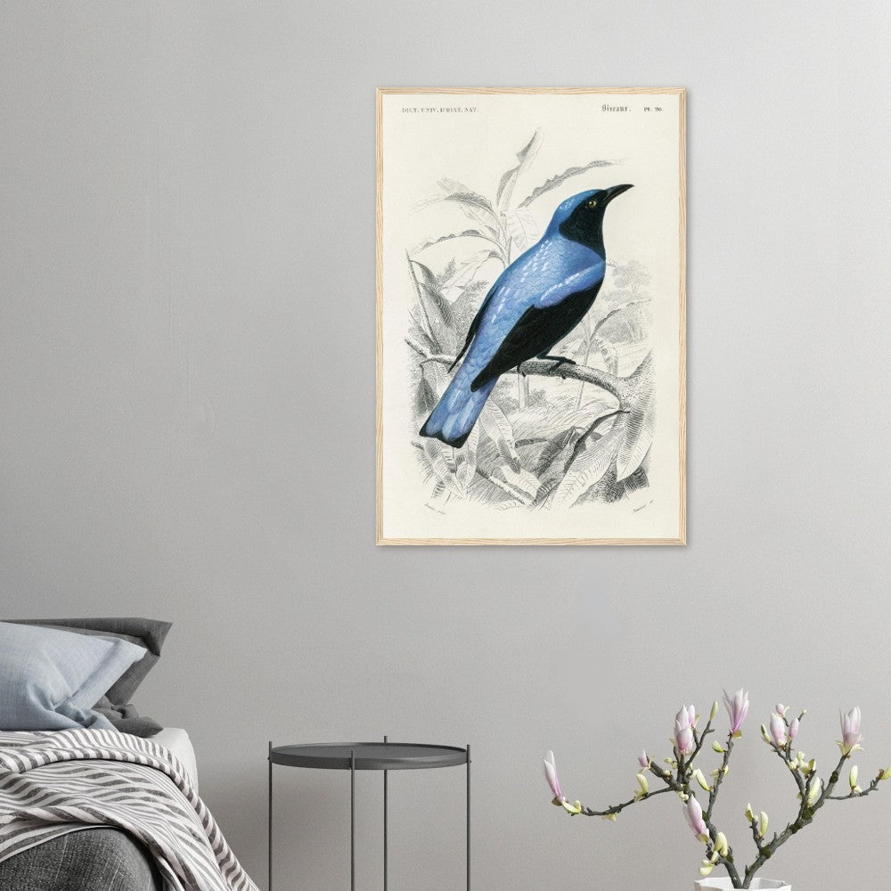 Square-tailed drongo Wooden Framed Poster